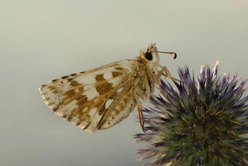 Pyrgus carlinae