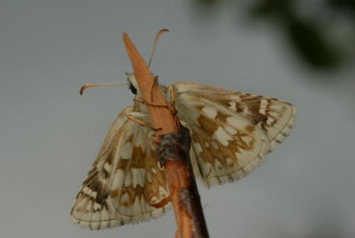 Réf. 28 086 : Pyrgus carthami