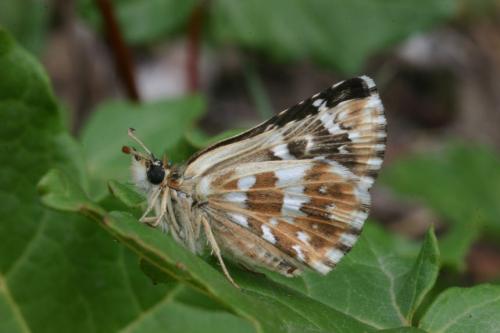 Réf. 28 081 : Pyrgus cirsii