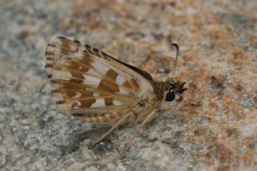 Pyrgus foulquieri