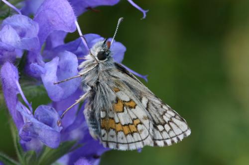 Pyrgus sidae