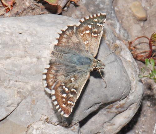 Pyrgus sp.