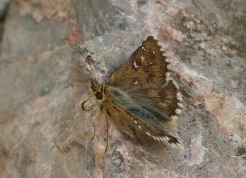 Pyrgus warrenensis