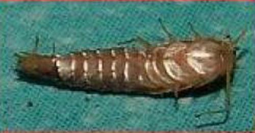 Lepisma saccharina