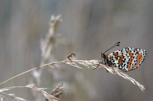 Melitaea didyma