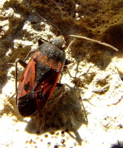Rhyparochromus phoeniceus