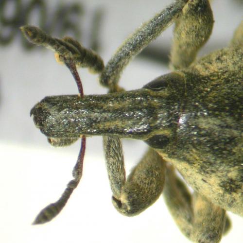 Réf. 28 897 : Larinus vulpes