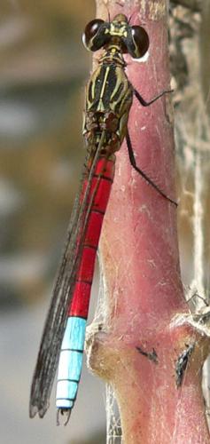 Réf. 28 730 : Chlorocypha curta