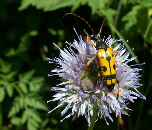 Réf. 28 283 : Rutpela maculata