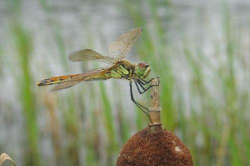 Réf. 28 158 : Sympetrum depressiusculum