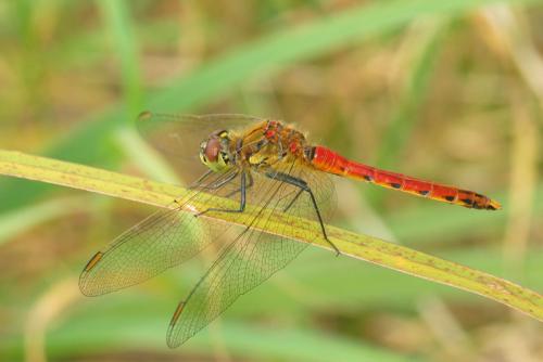 Réf. 28 157 : Sympetrum depressiusculum