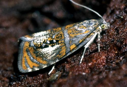 Réf. 28 383 : Olethreutes arcuella