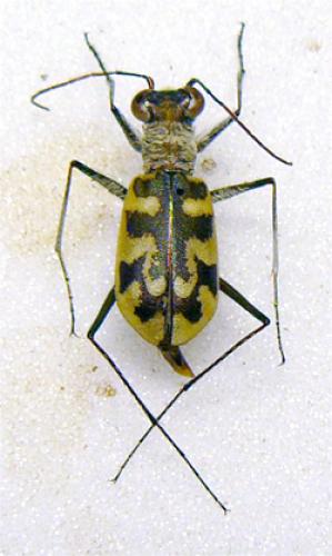 Réf. 28 417 : Cephalota circumdata leonschaeferi
