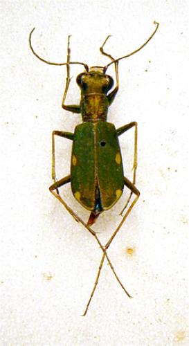 Réf. 28 420 : Cylindera germanica