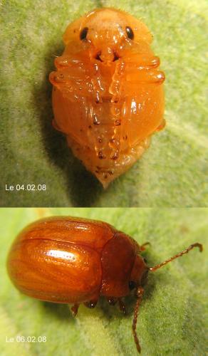 Réf. 28 736 : Chrysolina americana