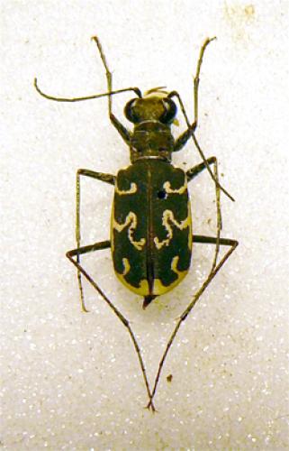 Réf. 28 415 : Cylindera arenaria