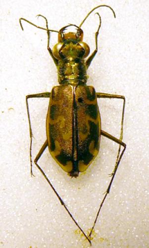 Cylindera trisignata