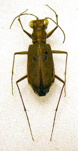 Myriochila melancholica
