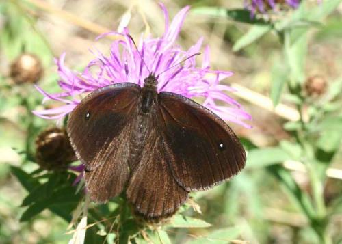 Réf. 28 070 : Satyrus actaea