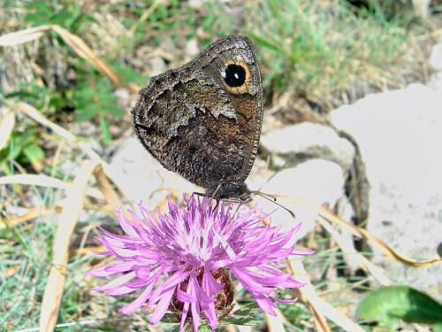 Réf. 28 041 : Satyrus actaea