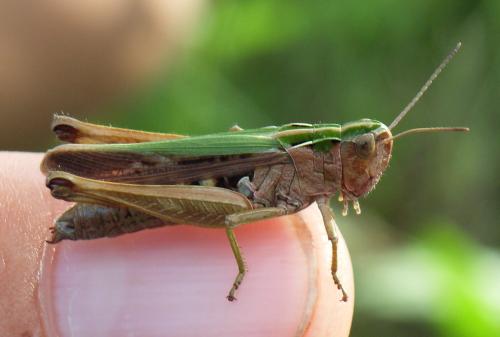 Réf. 28 682 : Omocestus viridulus