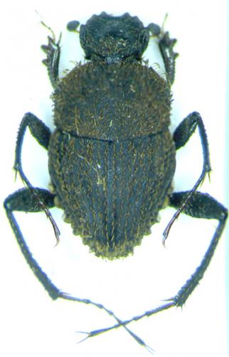 Sisyphus sp.