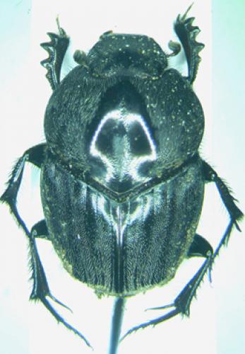 Proagoderus laticollis