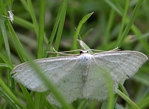 Réf. 28 398 : Idaea subsericeata