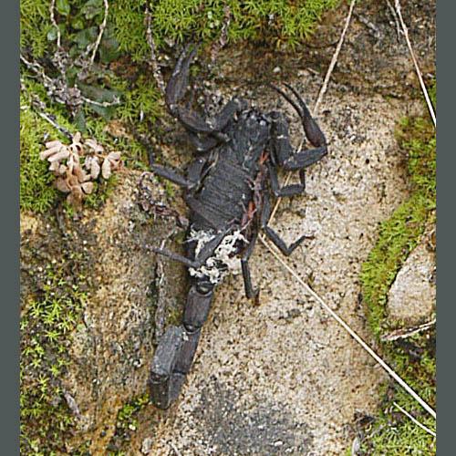 Réf. 28 486 : Centruroides sp.