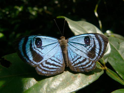 Réf. 28 937 : Semomesia sp.