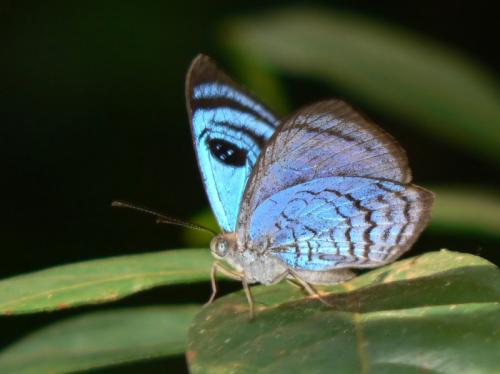 Réf. 28 938 : Semomesia sp.