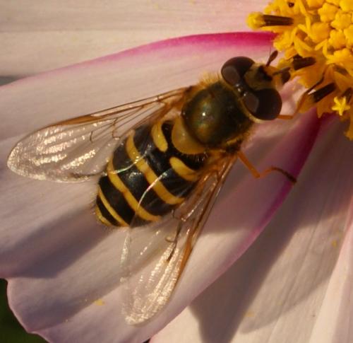 Syrphus ribesii