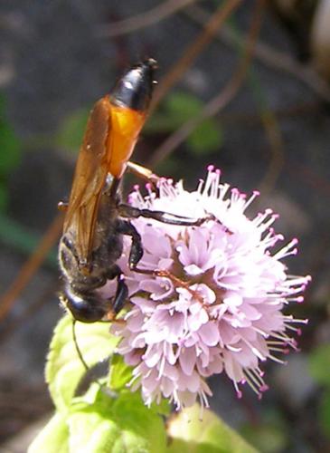 Sphex flavipennis