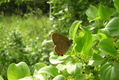 photo de papillon