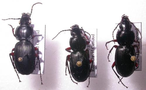 Réf. 28 489 : Pterostichus sp.