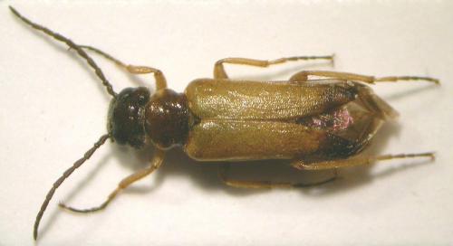 Réf. 28 618 : Stenoria apicalis