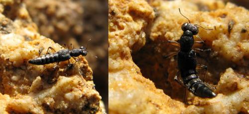 Stenus sp.