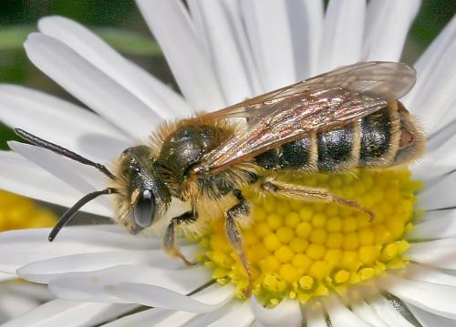 Andrena sp.
