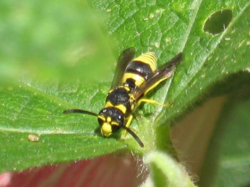 Réf. 28 110 : Ancistrocerus sp.