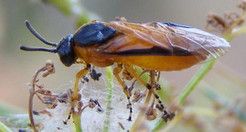 Arge ochropus