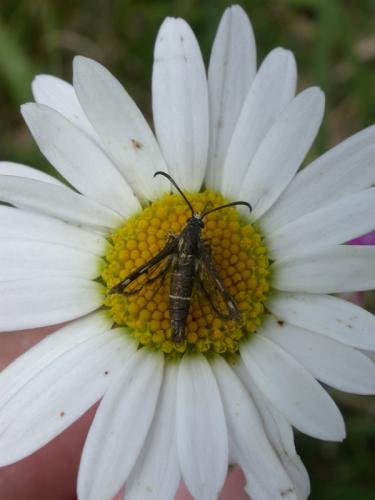 Réf. 28 570 : Pyropteron sp.