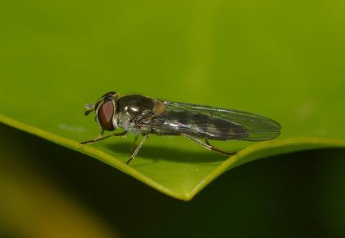 Meliscaeva auricollis