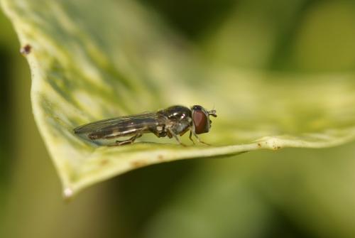 Platycheirus sp.