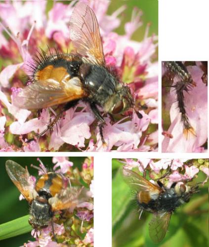 Tachina magnicornis