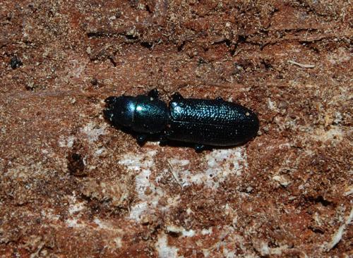 Temnoscheila caerulea