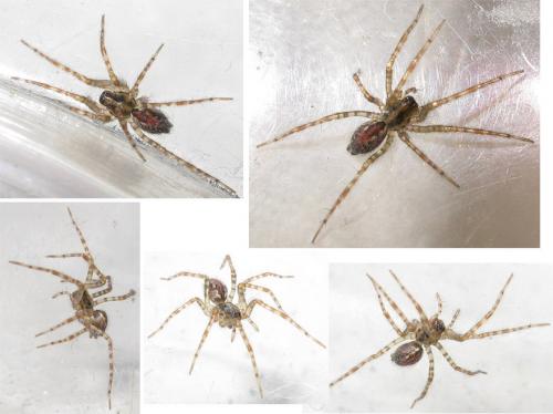 Tegenaria sp.