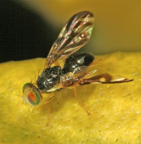 Réf. 28 150 : Euleia heraclei
