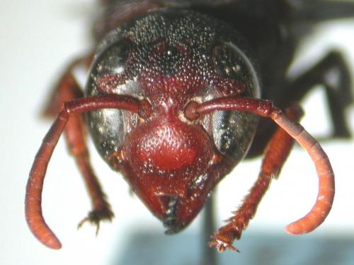 Réf. 28 969 : Tricarinodynerus sp.