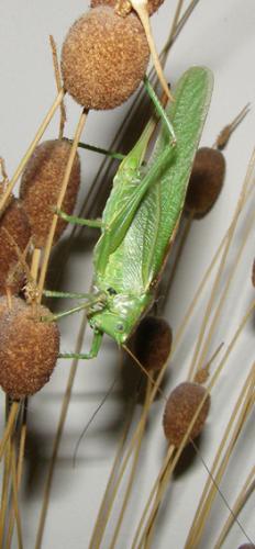 Tettigonia viridissima