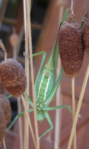 Tettigonia viridissima